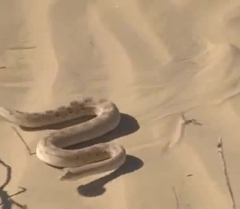 Mickaël Mazaleyrat - Planète Image 1